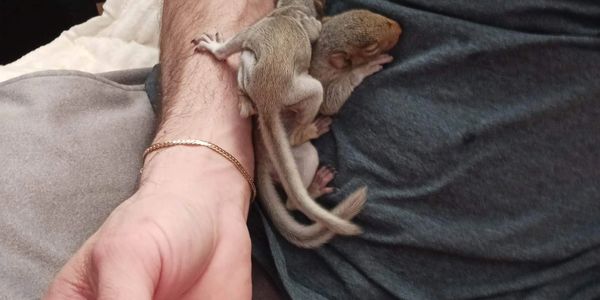 Keeping little ones nourished while we search for Momma