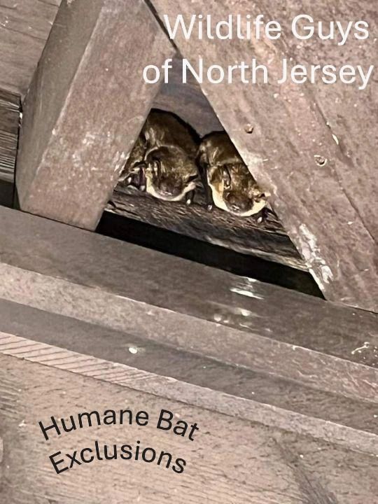 Bats roosting - Wildlife Guys of North Jersey Humane Bat Exclusions