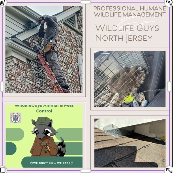 Wildlife Guys - Protecting Families & Wildlife throughout Northern NJ