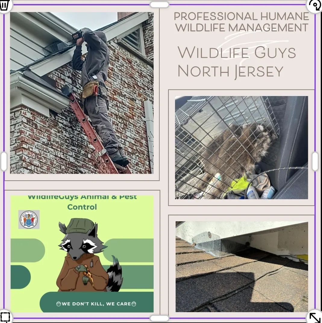 Wildlife Guys North Jersey - Professional Humane Wildlife Management